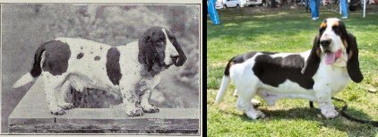 dog evolution, dog breeder, basset hound, hound dogs, dog advice, dog help, dog advice, dog enthusiasts, canine guide, evolution of canines, dog breeds history