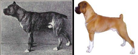 dog evolution, dog breeder, boxers, guard dog, bully breed, apbt, dog advice, dog help, dog advice, dog enthusiasts, canine guide, evolution of canines, dog breeds history