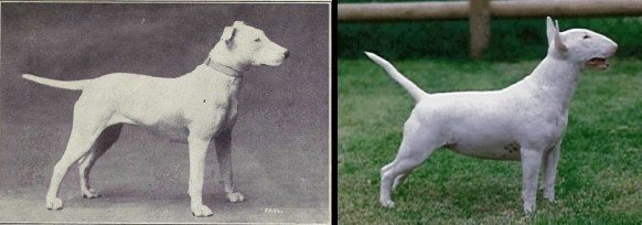 dog evolution, dog breeder, bull terrier, apbt, pitbull, dog advice, dog help, dog advice, dog enthusiasts, canine guide, evolution of canines, dog breeds history