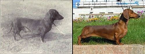 dog evolution, dog breeder, dachshund, hot dog dog, hunting dog, dog advice, dog help, dog advice, dog enthusiasts, canine guide, evolution of canines, dog breeds history