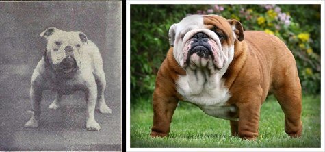 dog evolution, dog breeder, english bulldog, guard dog, bully breed, apbt, dog advice, dog help, dog advice, dog enthusiasts, canine guide, evolution of canines, dog breeds history