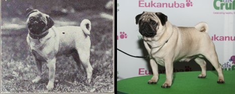 dog evolution, dog breeder, pug, pug companion dog, lap dog, dog advice, dog help, dog advice, dog enthusiasts, canine guide, evolution of canines, dog breeds history