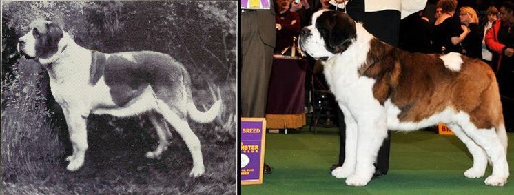 dog evolution, dog breeder, working dog, saint bernard, st benard, rescue dog, dog advice, dog help, dog advice, dog enthusiasts, canine guide, evolution of canines, dog breeds history