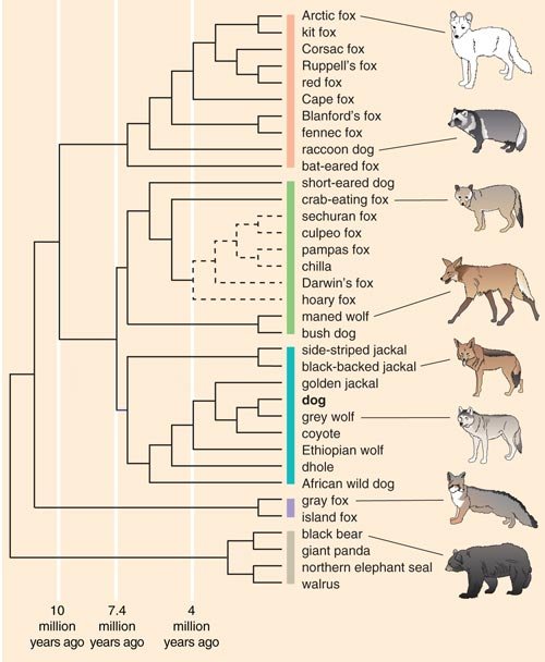 barkthink, canind genetic sequence, dog dna genetics, dog research information, pet care research, difference between a dog and a wolf, are foxes dogs and wolves related, canine species, dog ancestors, dog ancestry, canine genetics, what did dogs evolve from, evolution of dogs
