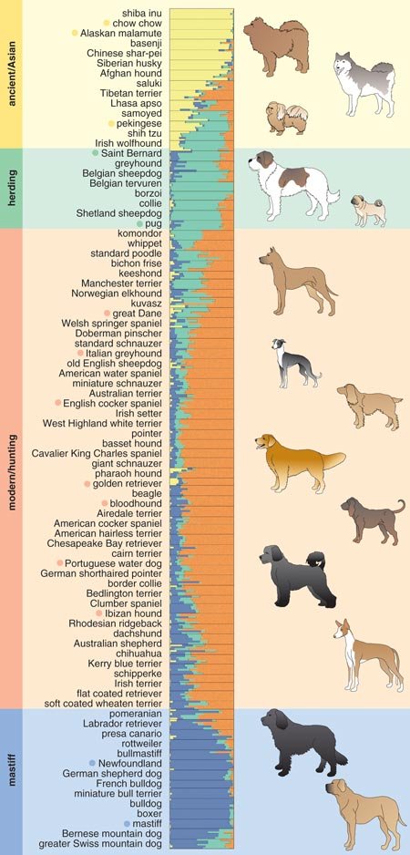 barkthink, subpopulations of dog breeds, dog dna genetics, dog research information, pet care research, difference between a dog and a wolf, are foxes dogs and wolves related, canine species, dog ancestors, dog ancestry, canine genetics, what did dogs evolve from, evolution of dogs