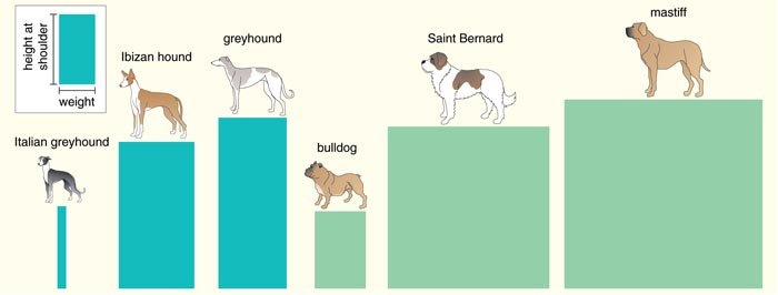 barkthink, dog weight to height ratio, canine proportions, evolution of dog, dog genetics adult weight height, saint bernard evolution, bulldog breed history, dog dna research, canine scientific research, greyhound morphological differences, how did greyhounds evolved to be fast