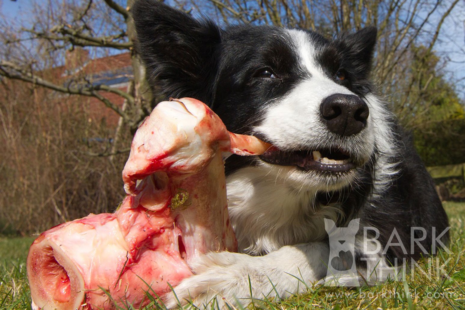 Border Collie dog enjoying a raw chicken quarter for dental health and teeth cleaning benefits.