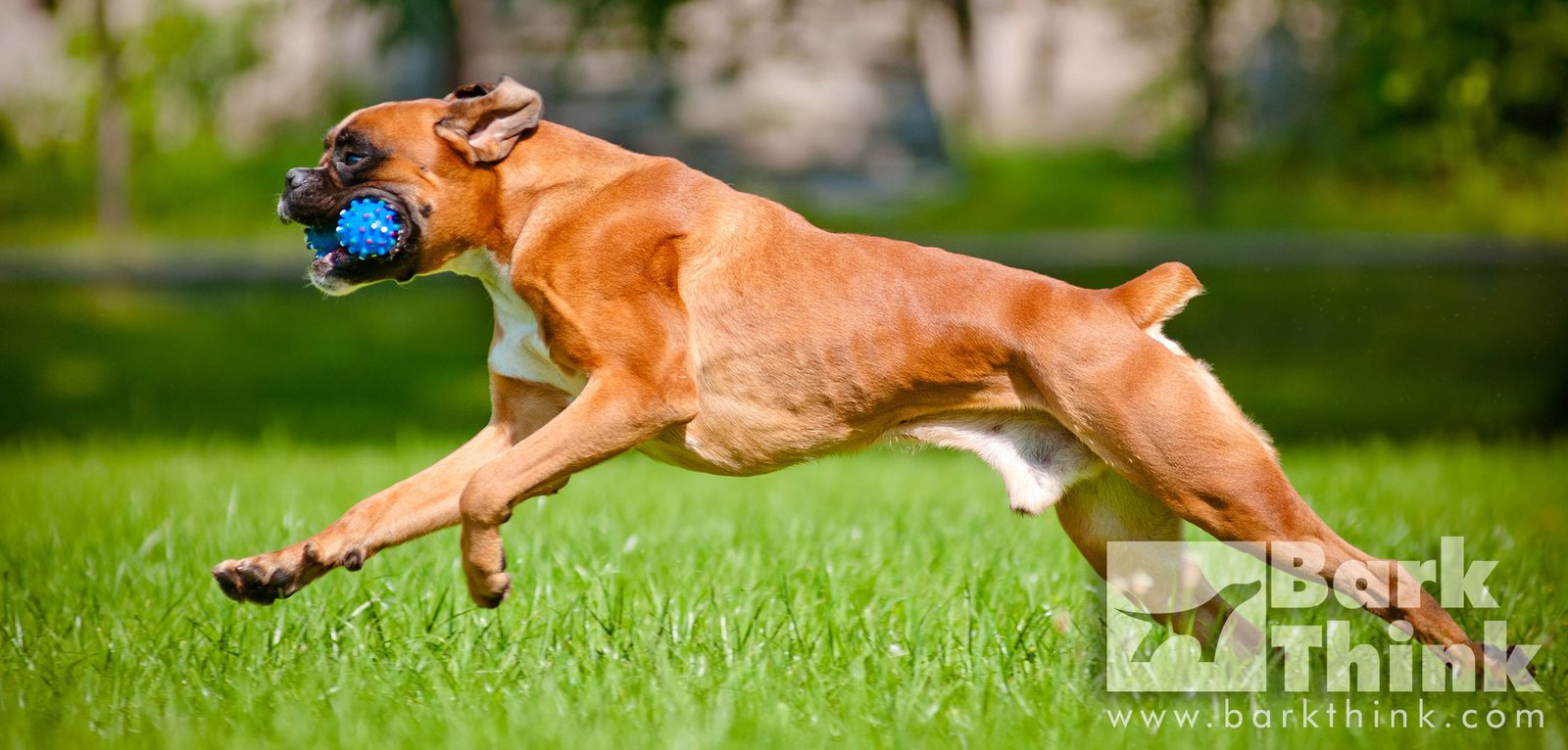 Different Dogs, Different Exercise Needs