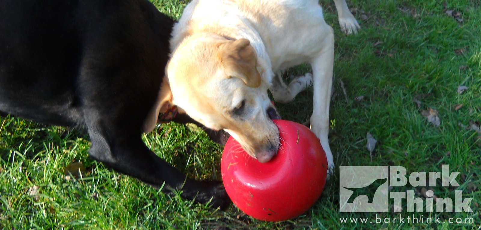 hard rubber dog toys