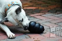 How to Clean & Sanitize Kong Dog Toys. The Best Way to Clean Dog Toys for Puppies.