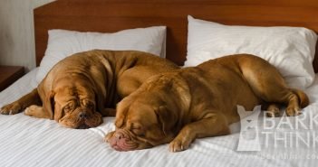 Does your dog sleep in the bed with you?