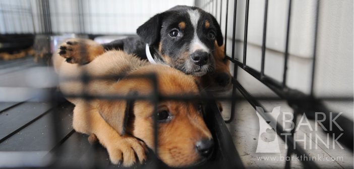 The truth about dogs from responsible breeders and dog shelter rescues.