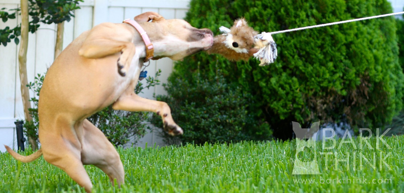 Benefits of Flirt Pole Exercise for Dogs