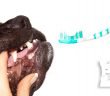 Dental Health for Dogs: A Guide to Cleaning Your Dog's Teeth and Dog Toys/Treats with Oral Health Teeth Cleaning Benefits