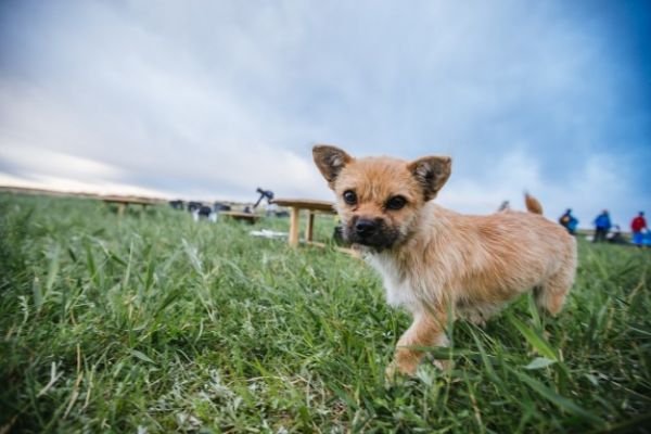 stray dog follows extreme race stray dog follows extreme race