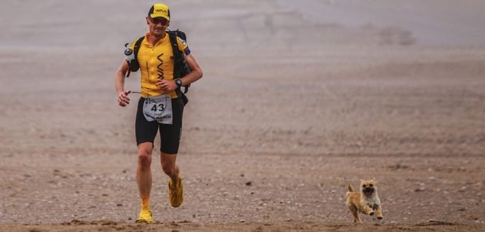 Stray Dog joins Marathoner on 155-mile race throughout Gobi Desert, China
