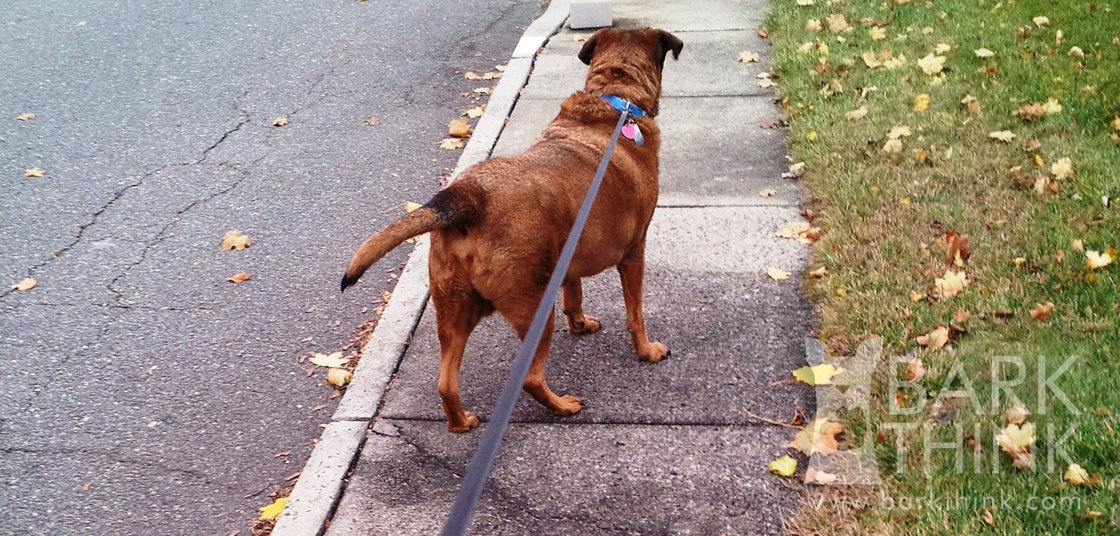 Terribly dangerous dog leash